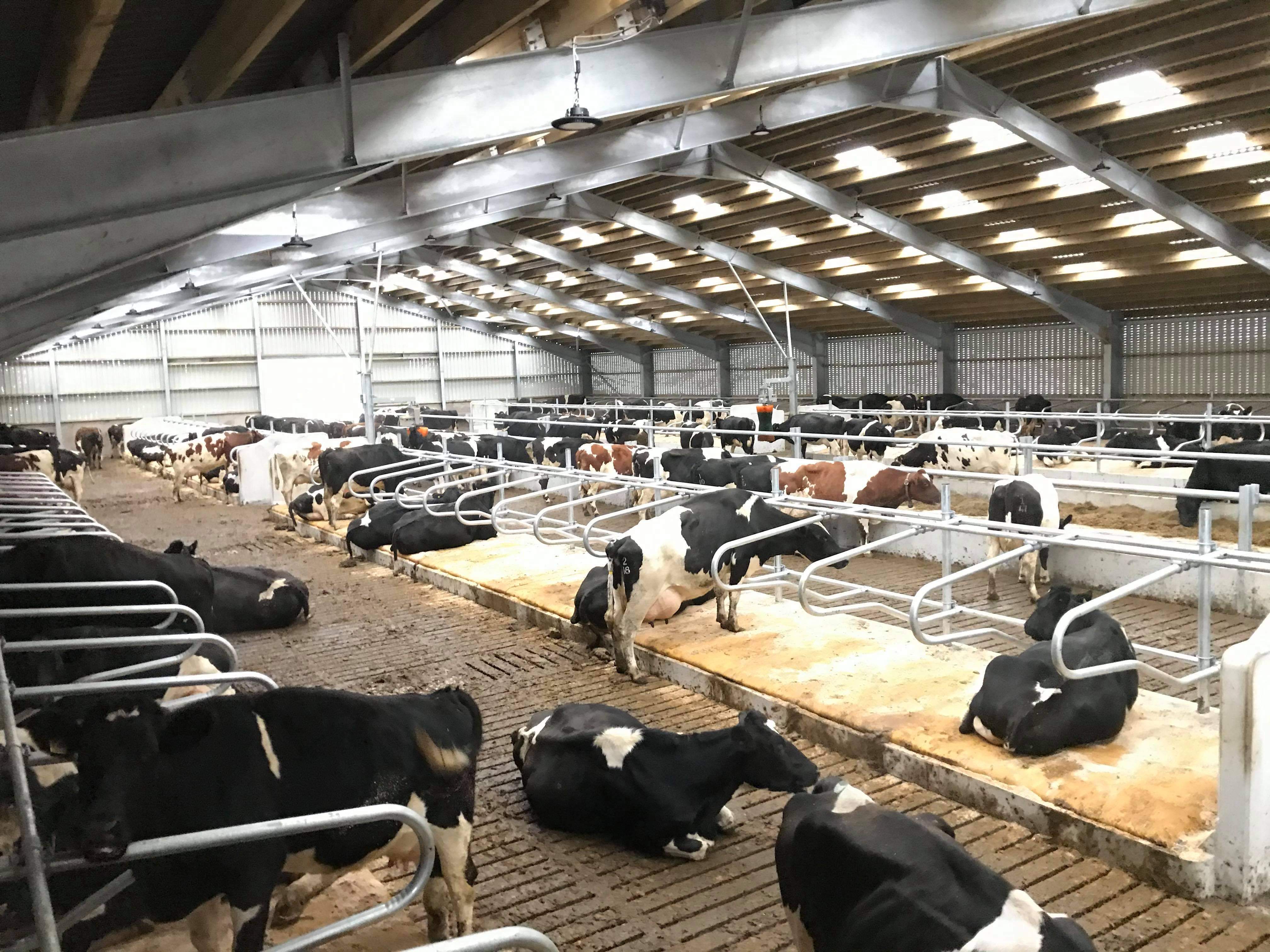 Cow Shed cows